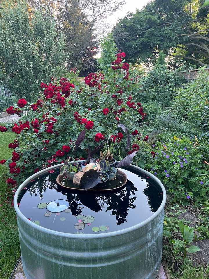 Navy Lady roses in my garden