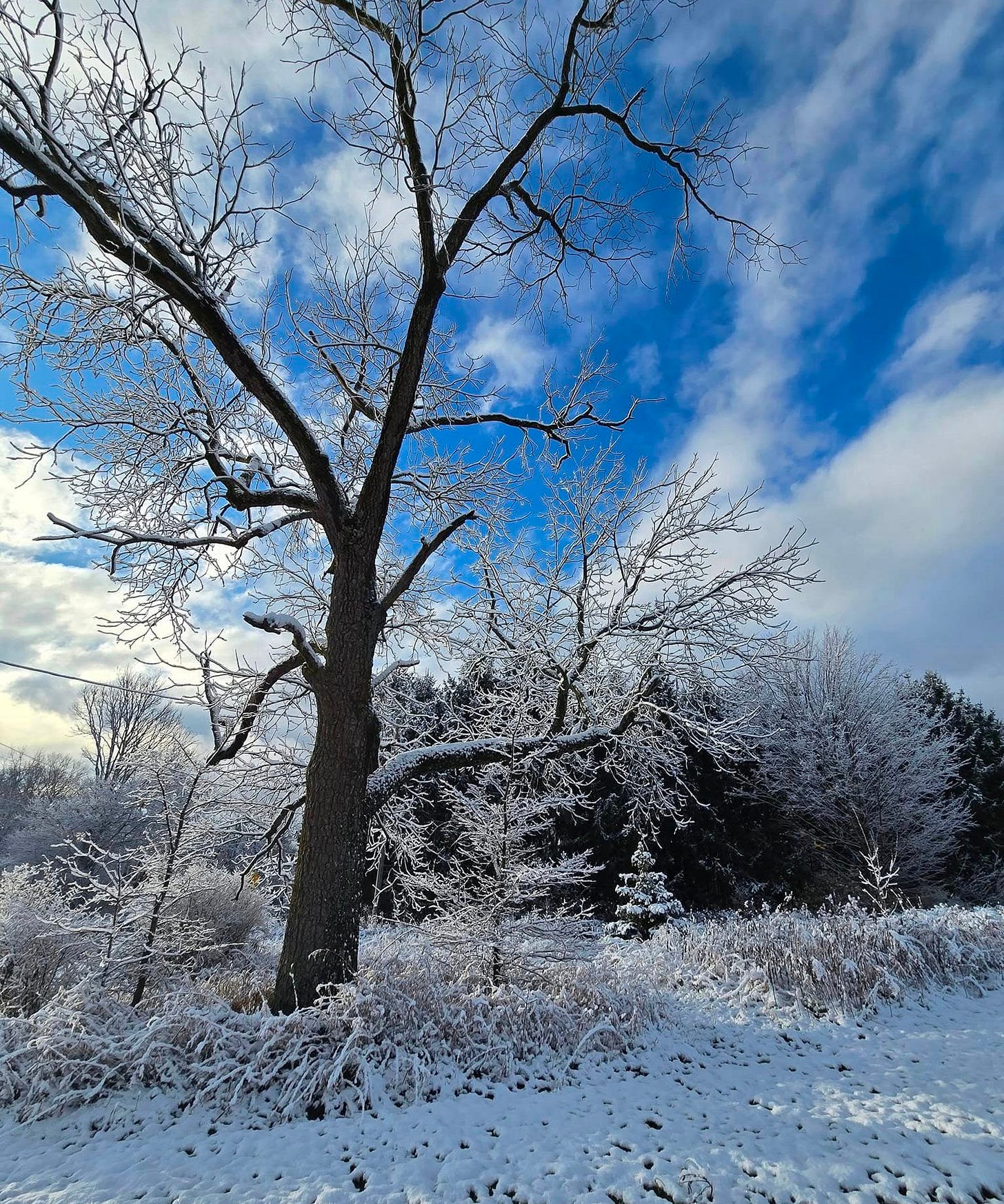 May be an image of tree and nature May be an image of tree and nature