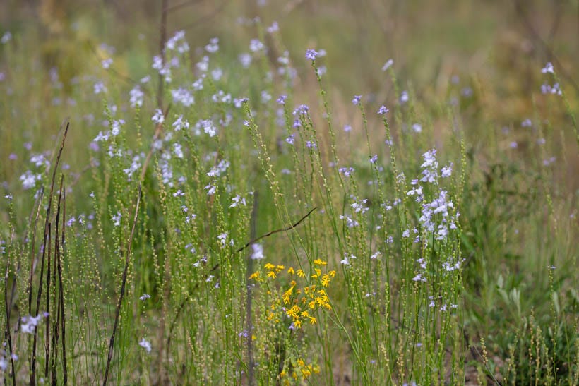 Slender-stemmed flowers, most with pale purple flowers and one plant with a spray of small, yellow daisy-shaped blooms