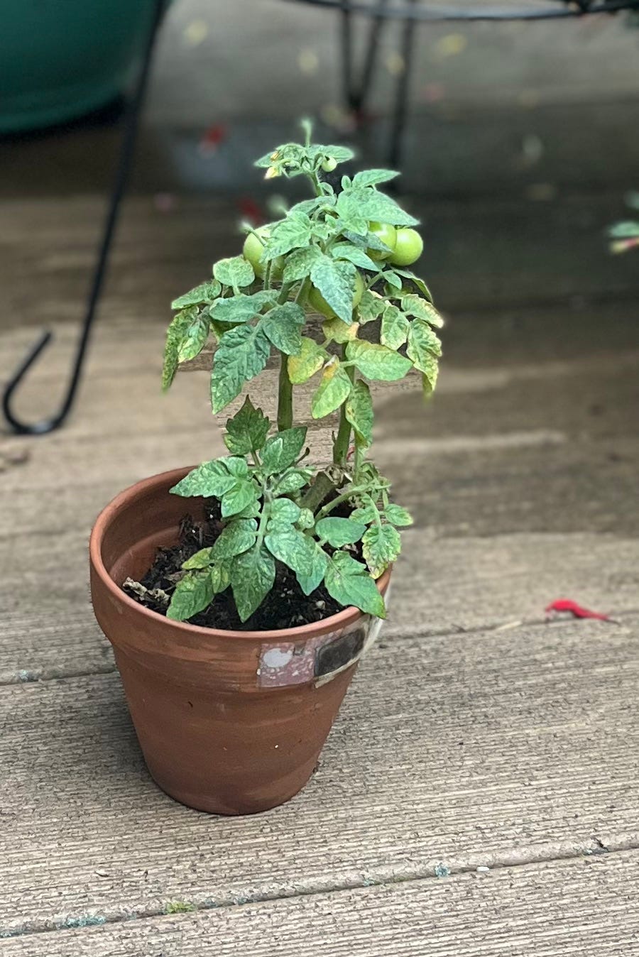 Tomato plant in tiny terracotta pot