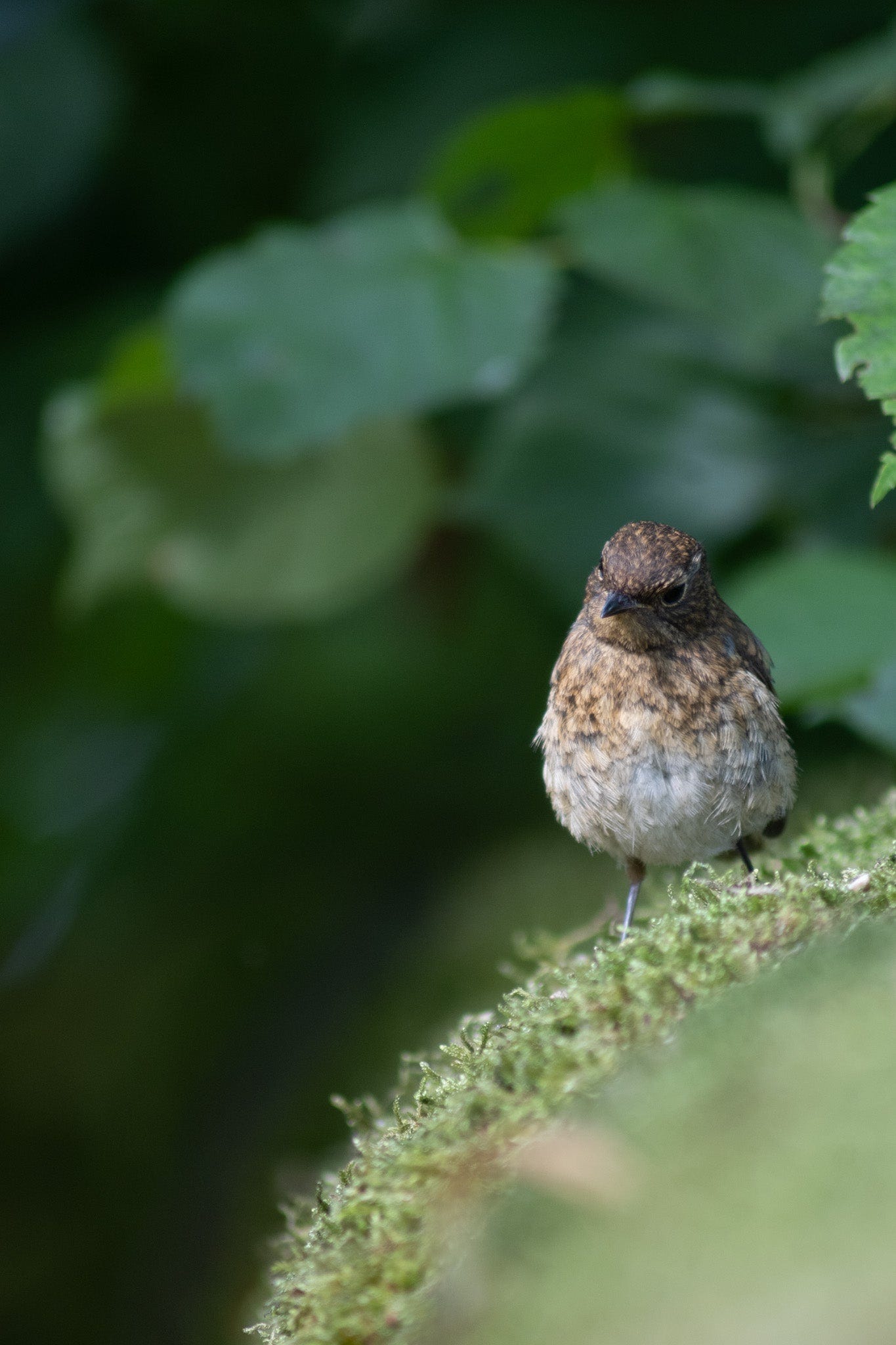 juvenile robin photo by Hannah Nunn