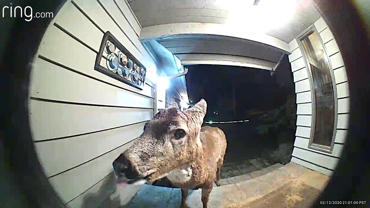 Hunters Dream: Big Buck Shows Up on Family's Ring Doorbell Camera