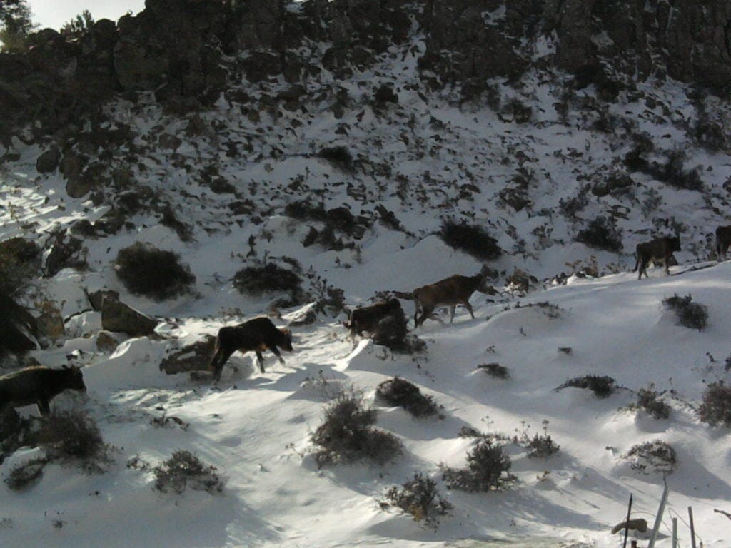 Bornova Snow Hike Bornova Snow Hike