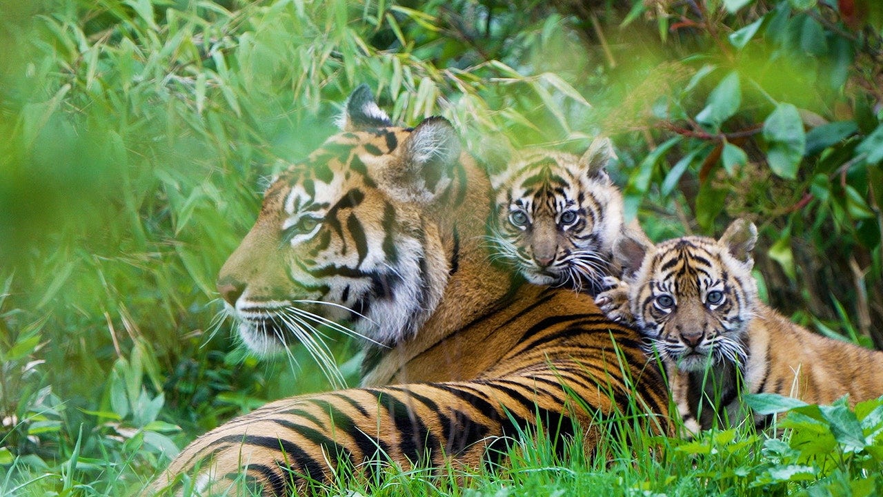 Watch: Twin tiger cubs emerge from their den for the first time | LiveNOW  from FOX
