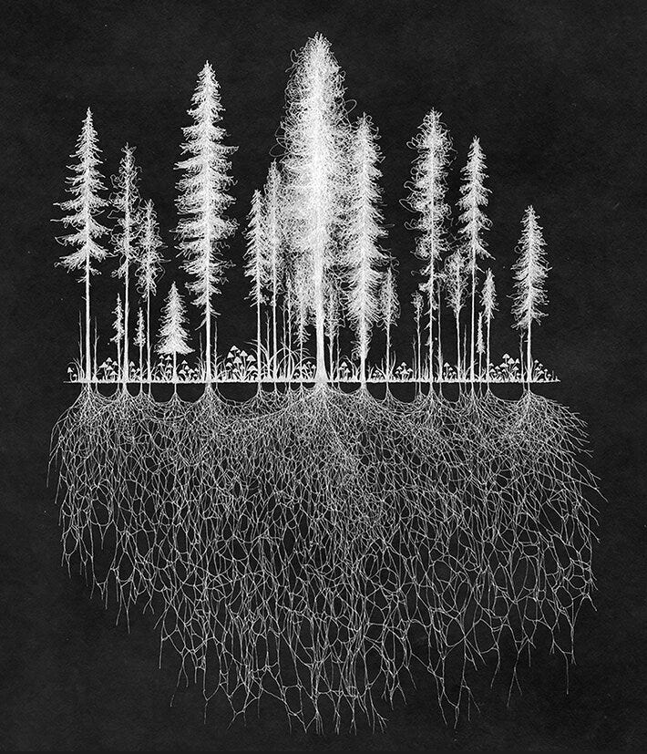 The Wood Wide Web — Forest Healing