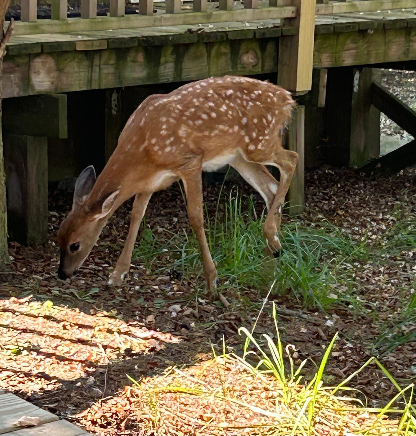 A baby deer nibbles grass in Fire Island