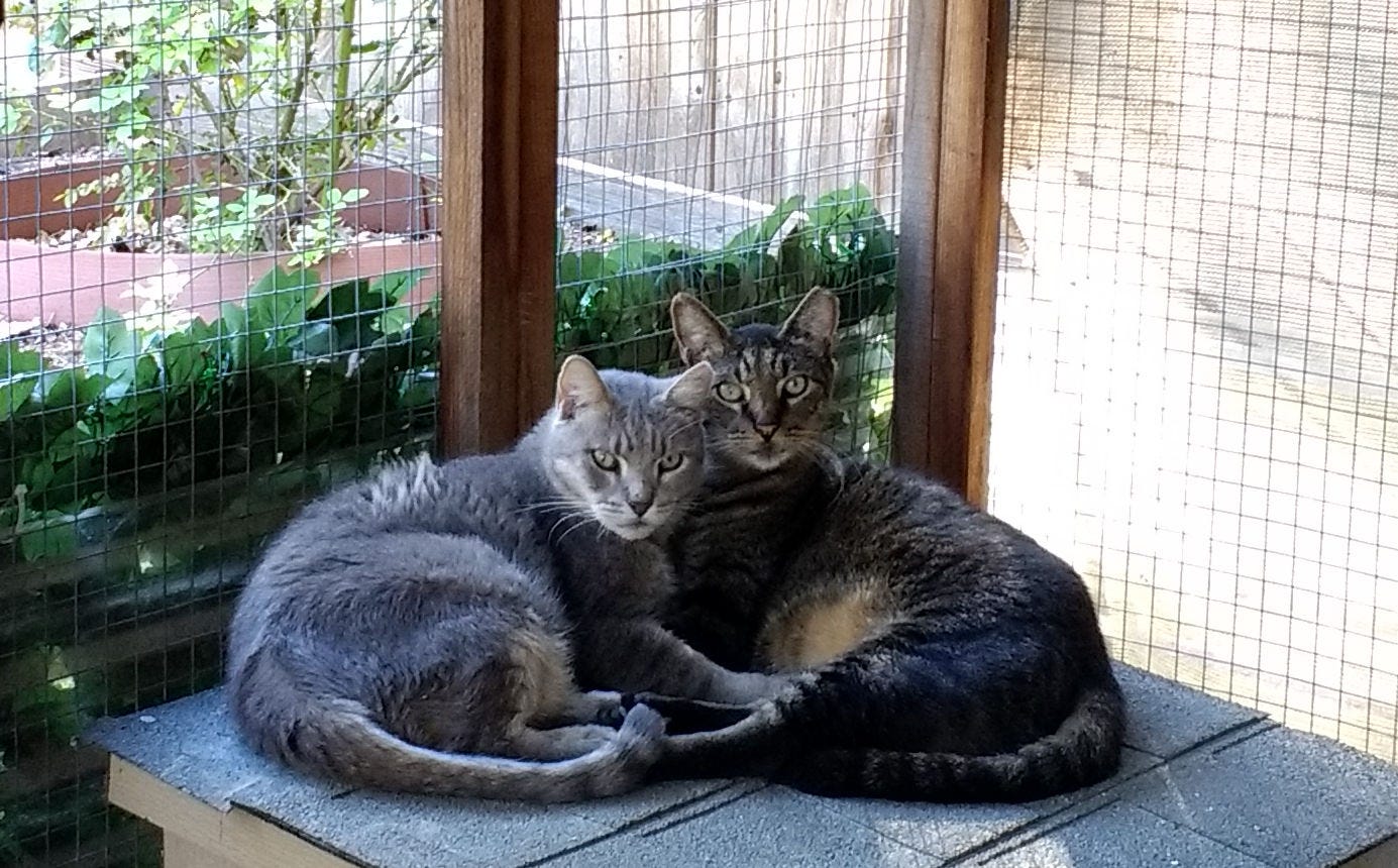 hiss and pj a blind cat and his guide cat friend