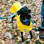Don't Be a Dick to Your Dog
