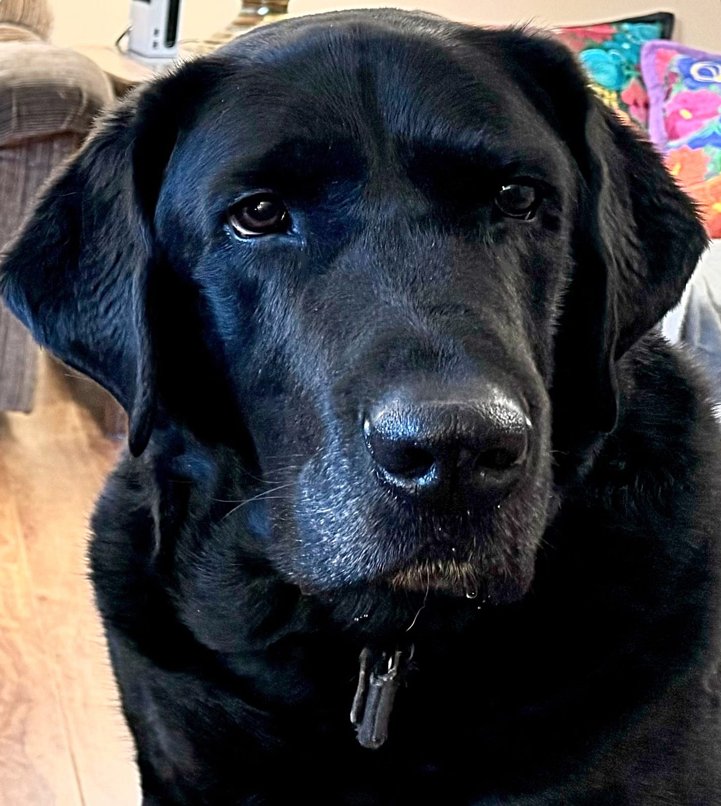 a close up of a black lab, this is Cooper in August 2024