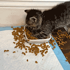 Bored Of War. Tabs, Wed., June 3, 2026