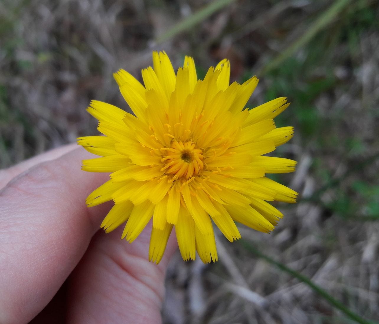 Hypochaeris radicata [Flower] sml.jpg