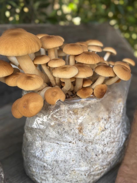 Rincon Hill Farms, a sustainably grown and managed farm supplying produce for Monte's in Montecito, and the next evolution of the Palms in Carpinteria. 