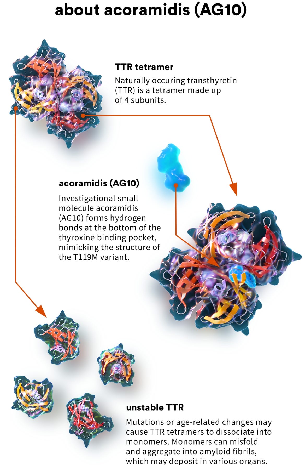Acoramidis (AG10) | TTR Stabilizer For ATTR | Eidos TX