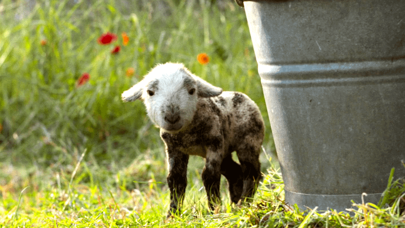 Sheep Detectives' Winter Lamb Has a Special Meaning In the Movie
