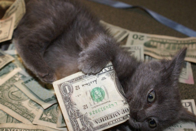 A grey kitten lies on its side in a small pile of US currency, crazily biting at a $1 bill