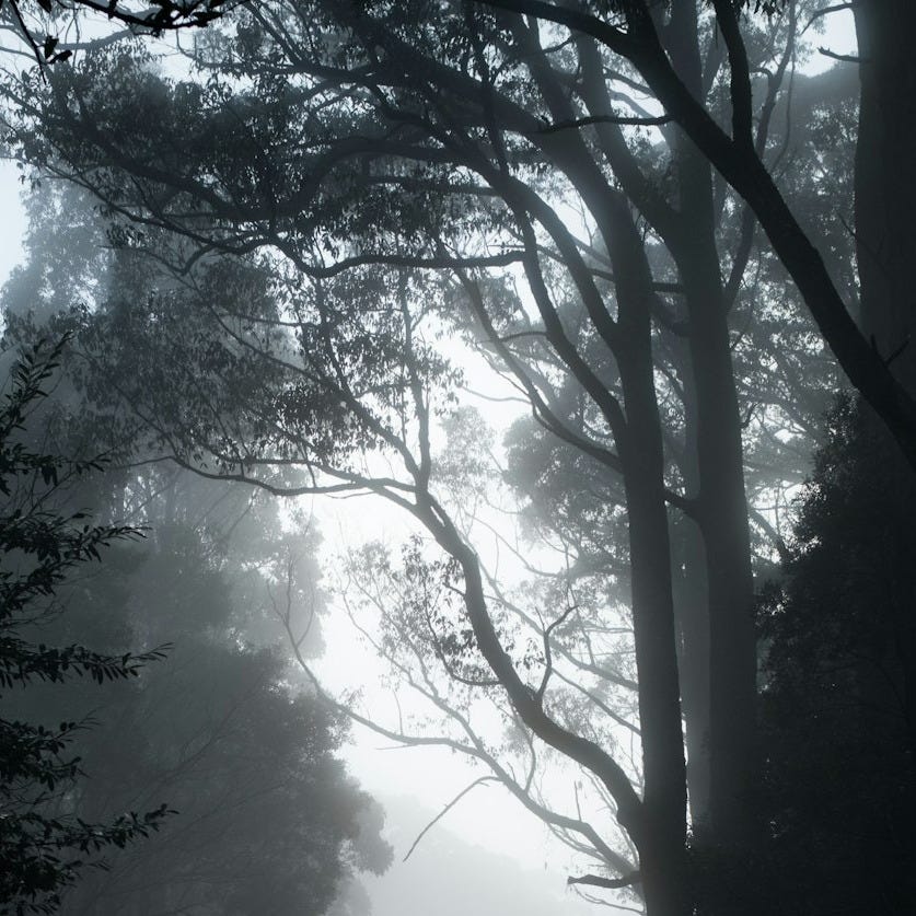 gray road in between trees in grayscale photography gray road in between trees in grayscale photography