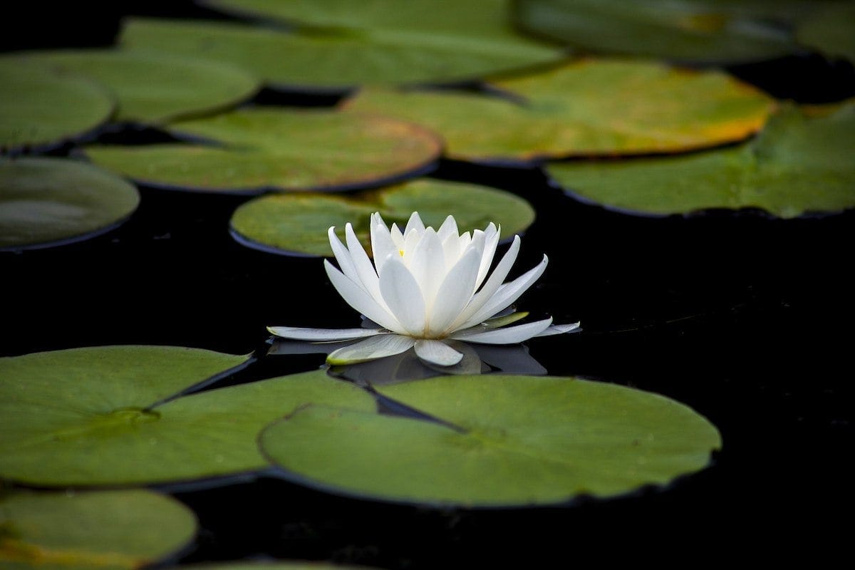 Yellow Water lilies /water features/ponds Plants/5 finest viable seeds ...
