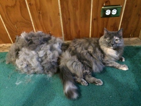 Aria_Fur_Pile Aria_Fur_Pile