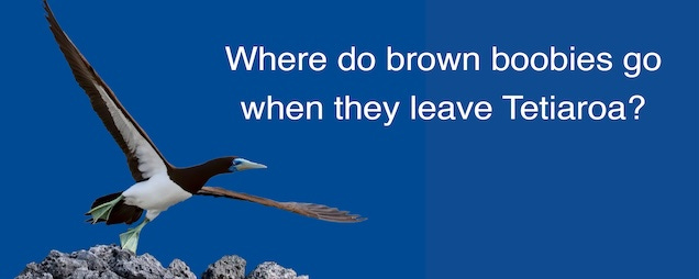 Where do brown boobies go when they leave Tetiaroa?