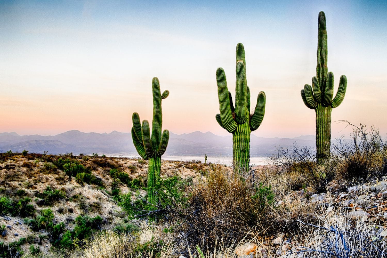 Desert saguaro cacti Desert saguaro cacti