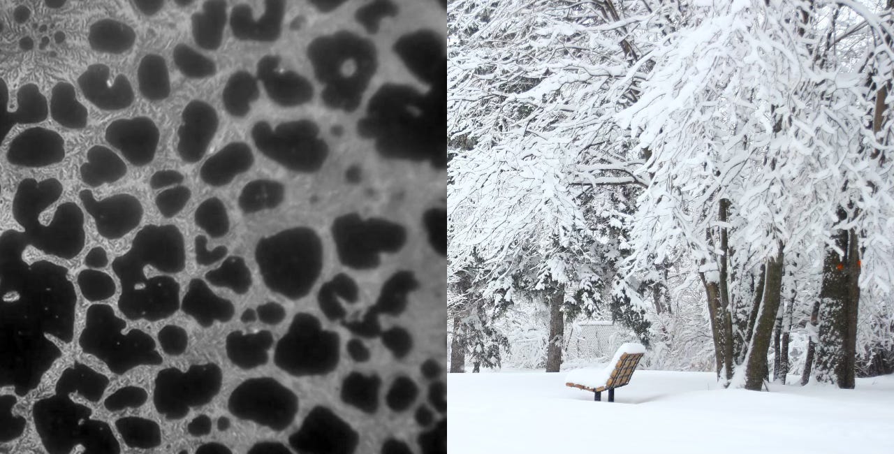 Fungal Winter Wonderland 