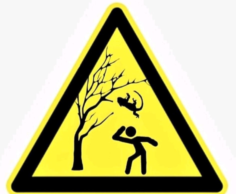 falling iguanas - one of those threats you did not think you had to consider. falling iguanas - one of those threats you did not think you had to consider.