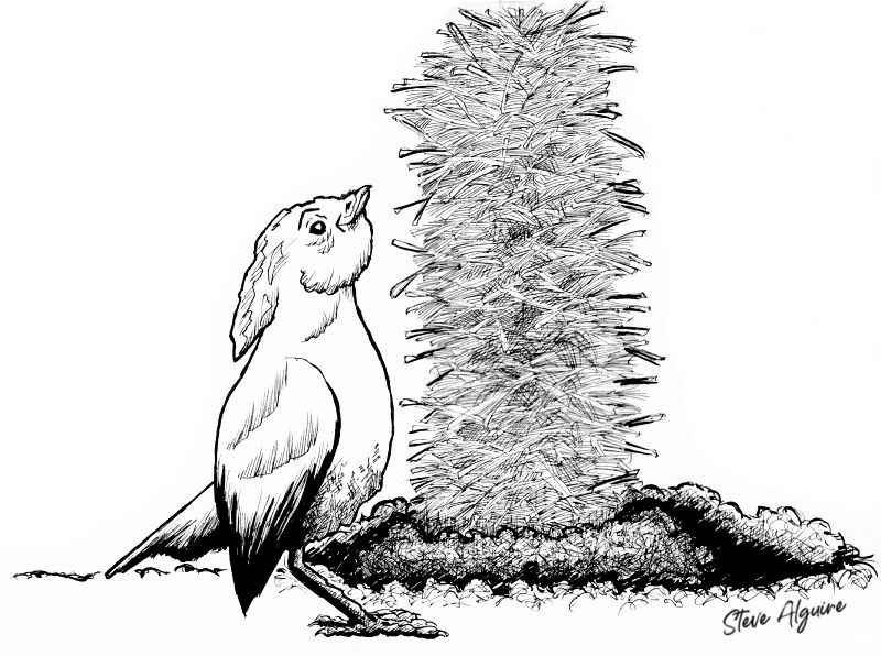 A bird with a crest coming off the back of his head looks up at a tower of sticks.