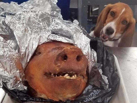 US Customs & Border Protection officers never know what the keen noses of their beagles might turn up in the luggage or cars entering the US each day. (US Customs & Border Protection photo)