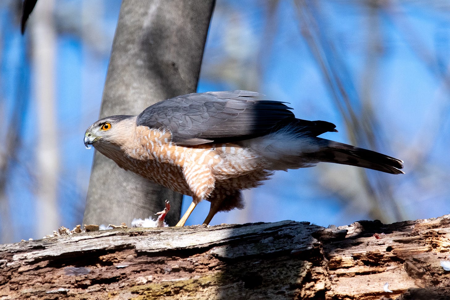 A hawk with navy blue wings and an orange-and-white-barred chest leans over the smaller bird that he's eating, a sad pink claw of which stretches out to the side