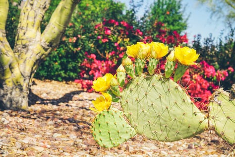 Prickly pear cactus 