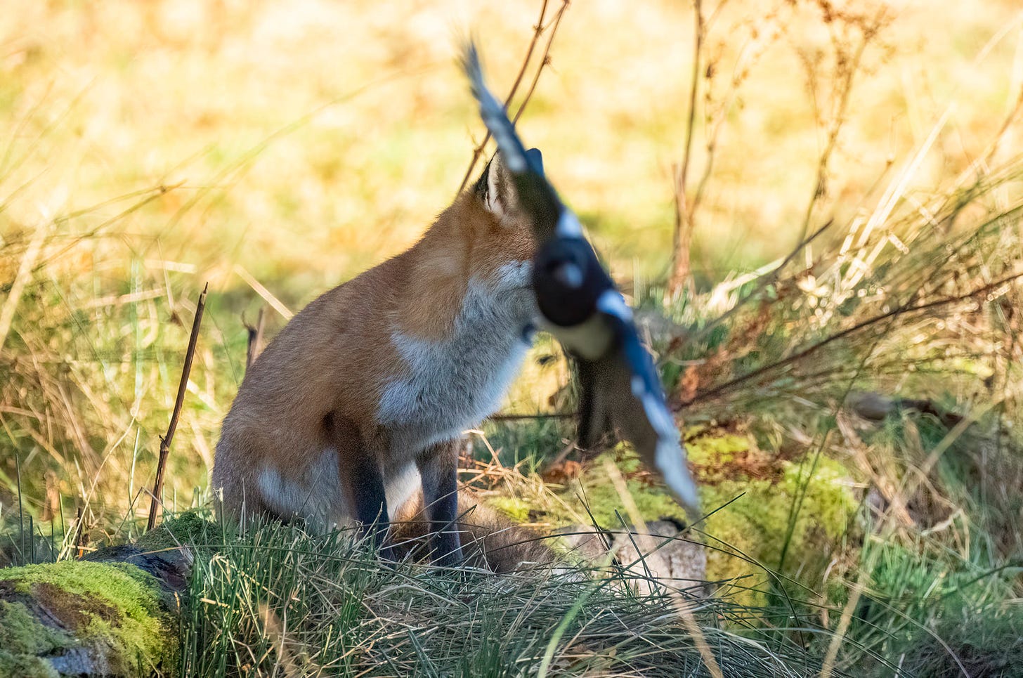 Photo of a red fox sitting on a log partially obscured by a magpie flying in front of it