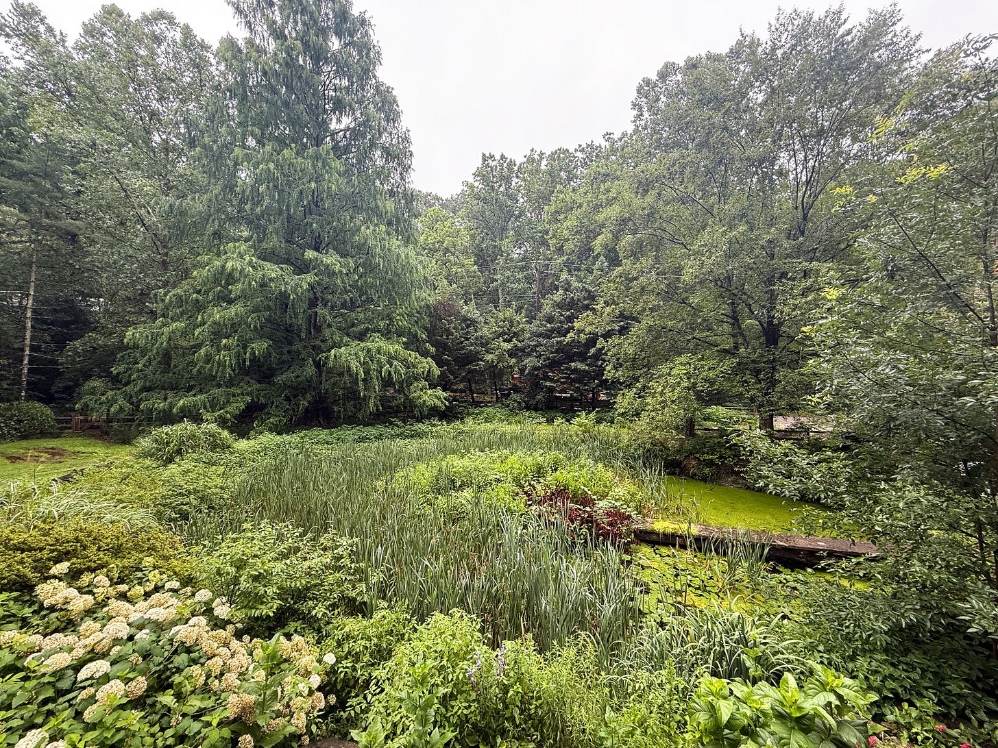 overgrown pond before it becomes a swimming pond, Eutropic Pond