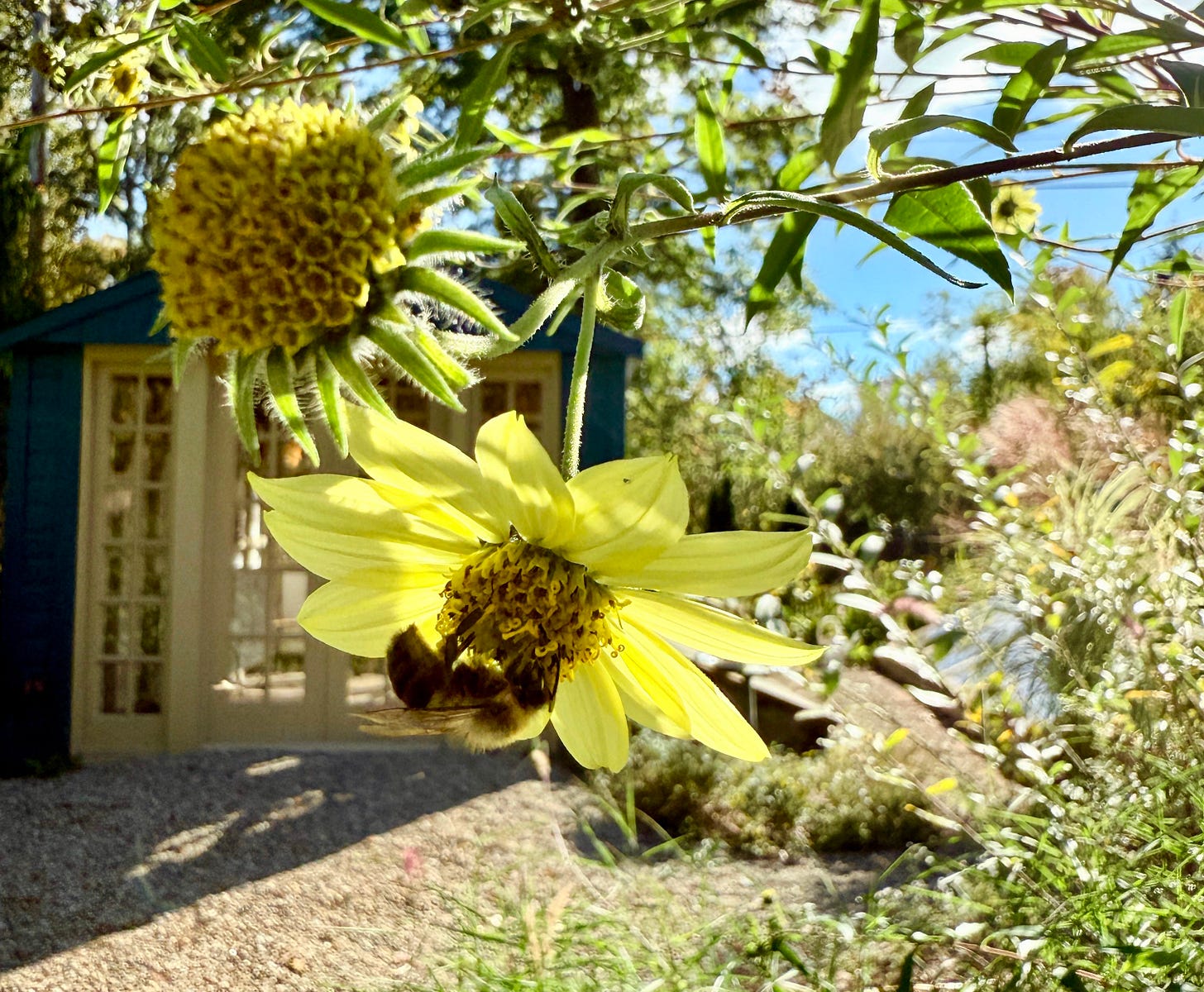 Bumble bee on the Helianthus