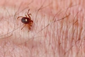 tick