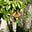 Tui Firefly's avatar