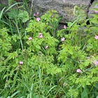 Geranium robertianum | herb robert