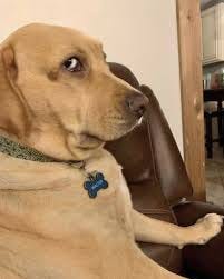 Today we offer you pups who are not mad—just unimpressed, annoyed,  suspicious, and a little judgmental. Their side eye is devastating, but we  are honored to receive it. 13/10 for all In