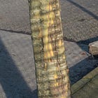 Walking with Guido #5