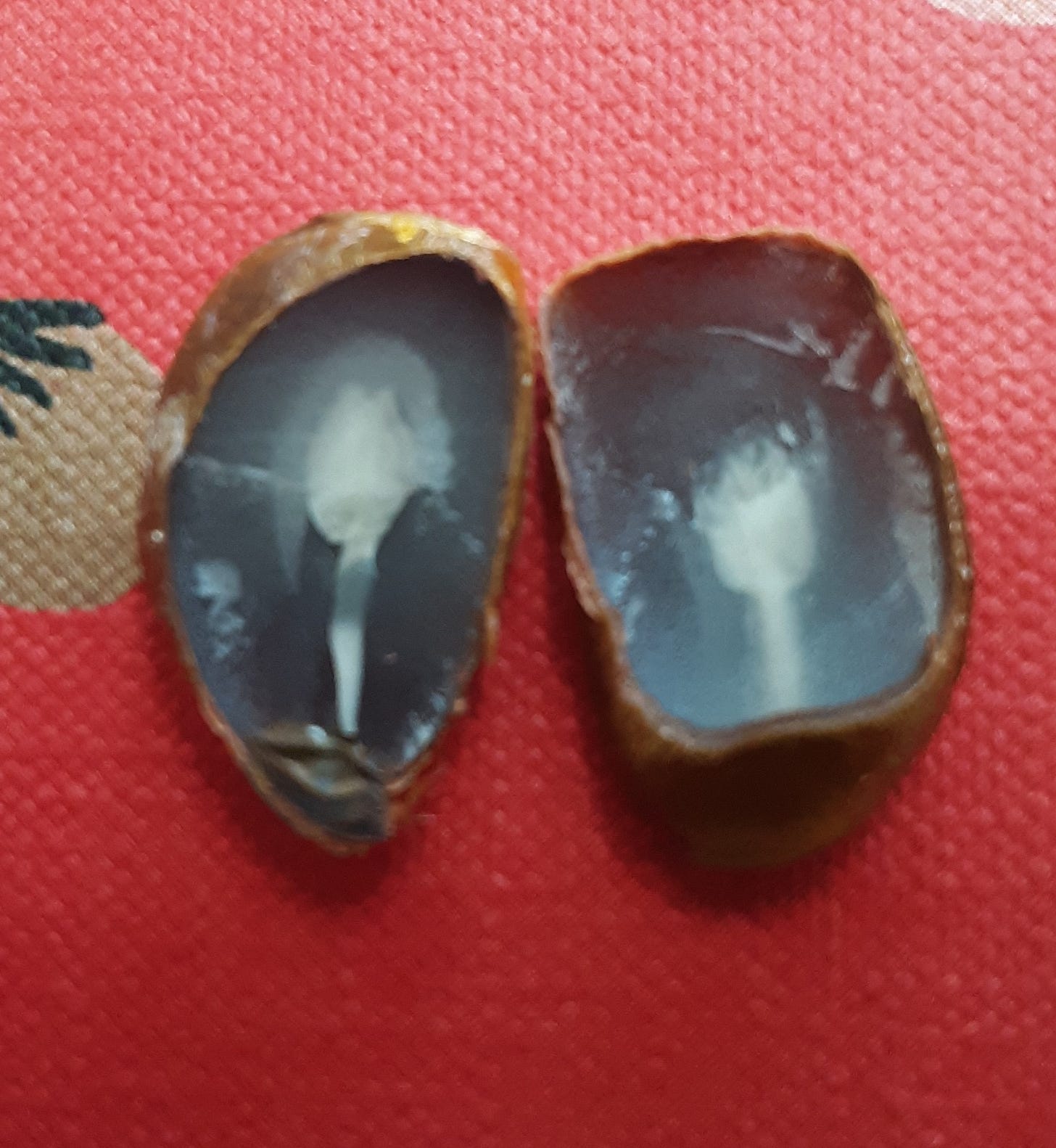 A persimmon seed, split open to reveal a ghostly white image against a dark background. The shapes resemble ghostly sporks.
