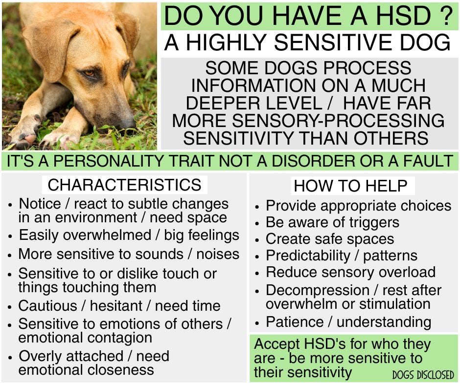 May be an image of dog and text that says "DO YOU HAVE A A HIGHLY SENSITIVE DOG SOME DOGS PROCESS INFORMATION ON MUCH DEEPER LEVEL/ HAVE FAR MORE SENSITIVITY THAN OTHERS PERSONALITY TRAIT NOT A DISORDER OR FAULT CHARACTERISTICS Notice react to subtle changes an environment/ need space Easily overwhelmed feelings More sensitive to sounds/ noises Sensitive or dislike touch or things touching them Cautious hesitant/ need time Sensitive to emotions of others/ emotional contagion Overly attached emotional closeness HOW TO HELP Provide appropriate choices aware triggers Create safe spaces patterns sensory overload Decompression rest after overwhelm stimulation Patience understanding HSD's for who they more sensitive to sensitivity"