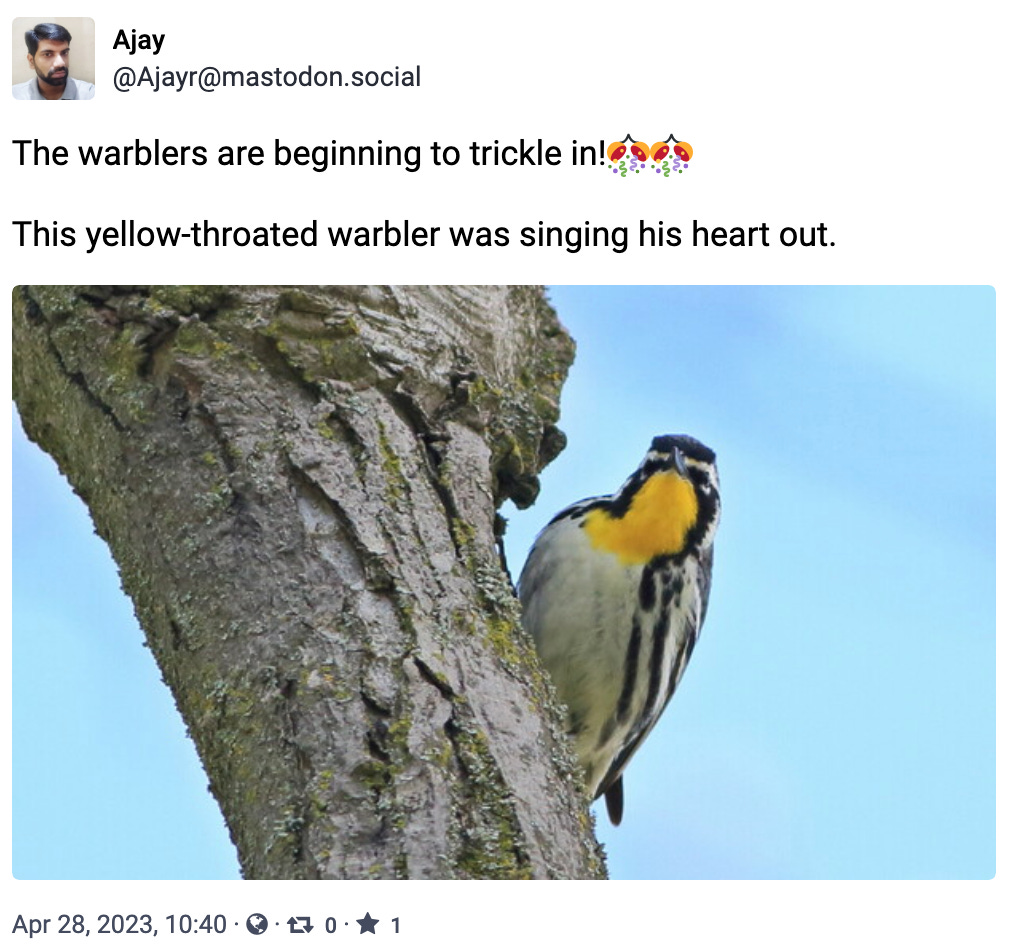This yellow-throated warbler was singing his heart out. 
