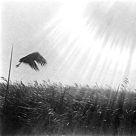 Missing pieces of my heart