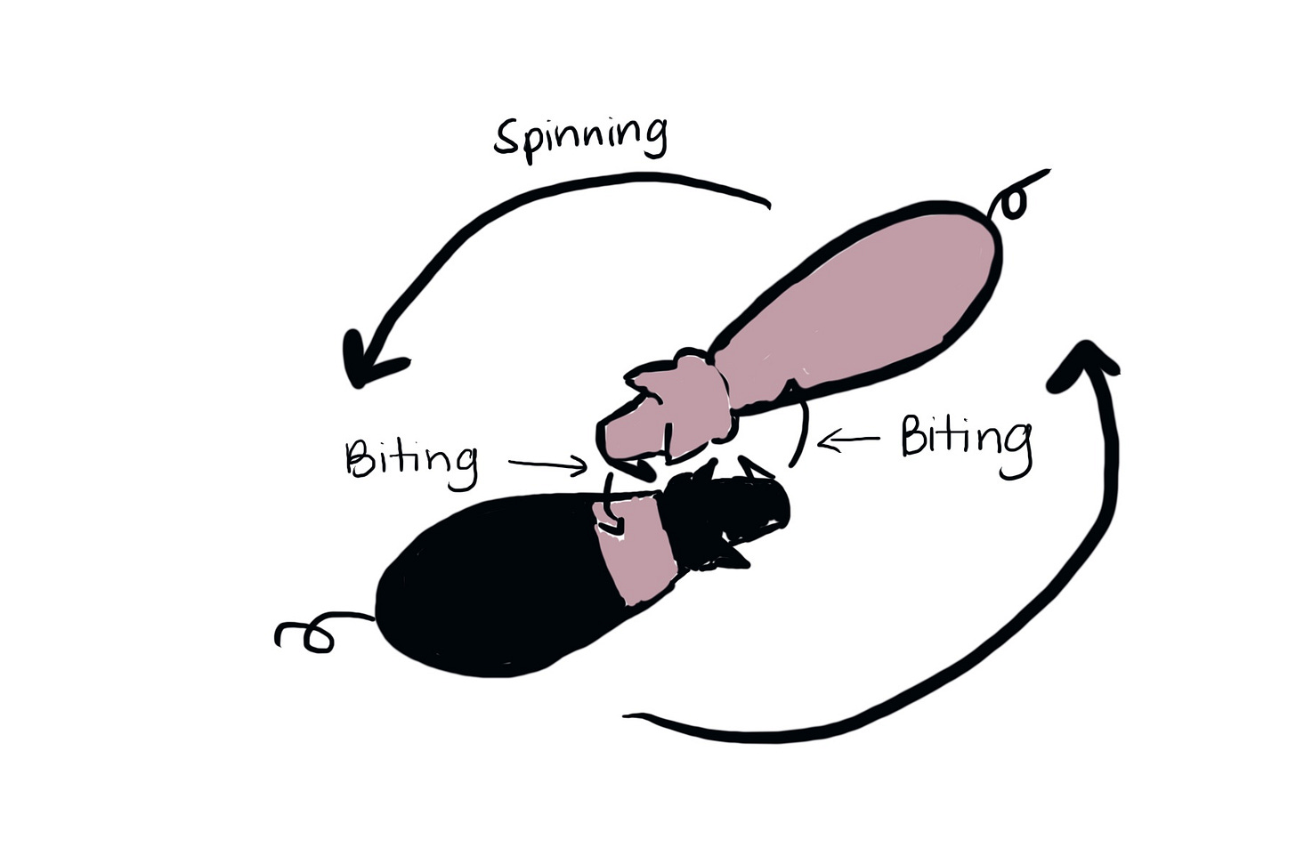 Two little pig doodles are next to each other with a pointy tooth sticking out. Arrows indicate the direction of biting and spinning