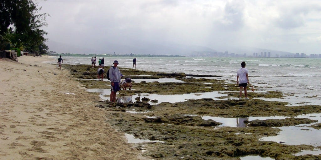 opihi-2 opihi-2