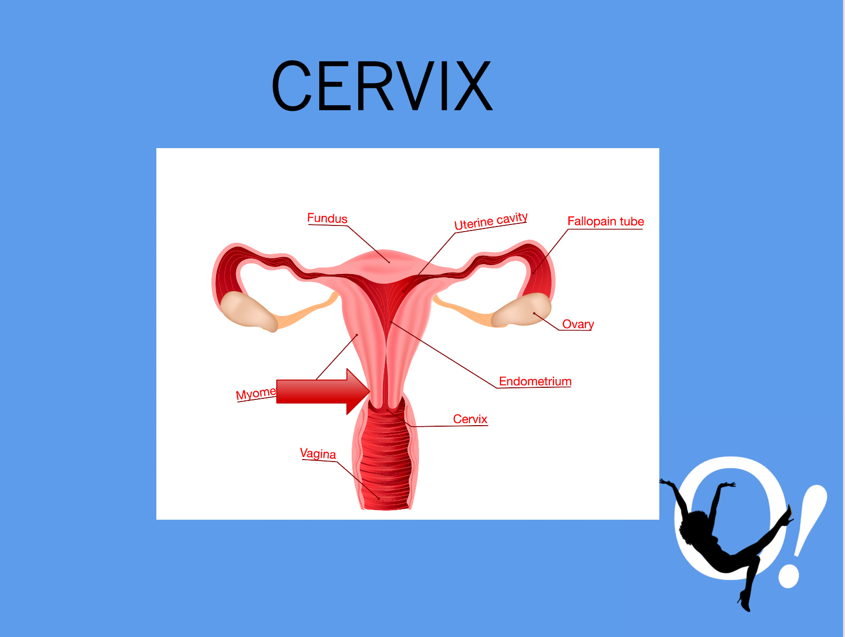during sexual excitement how is the vaginal introitus lubricated Garter Belt main image 0