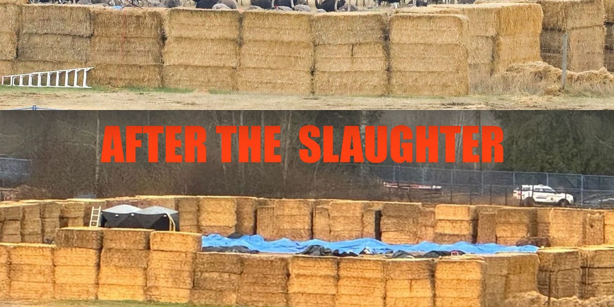 Ostriches Executed for No Good Reason