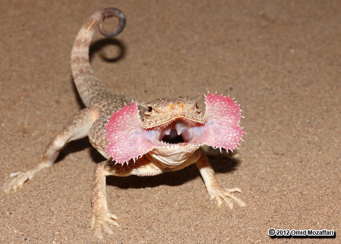 Phrynocephalus mystaceus | The Reptile Database