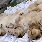 JINGLE SMELLS. Tabs, Fri., Nov. 10, 2023