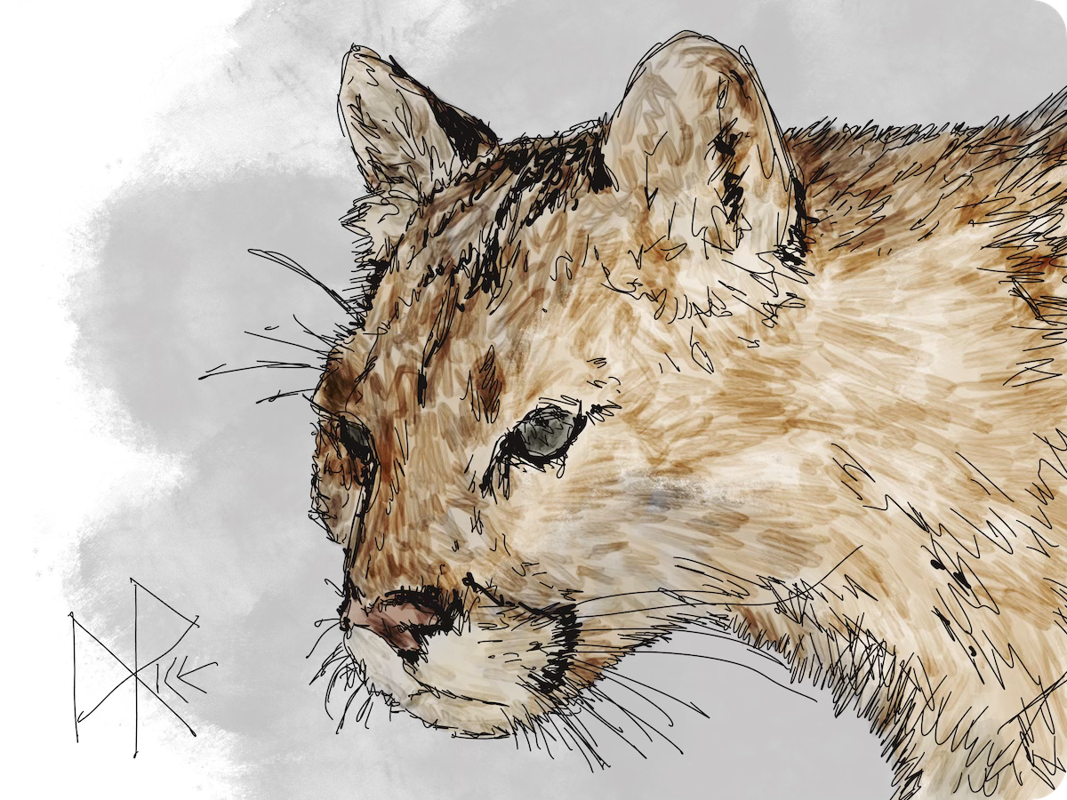 Head and shoulder of a cougar. Sketch art by Don Rice.
