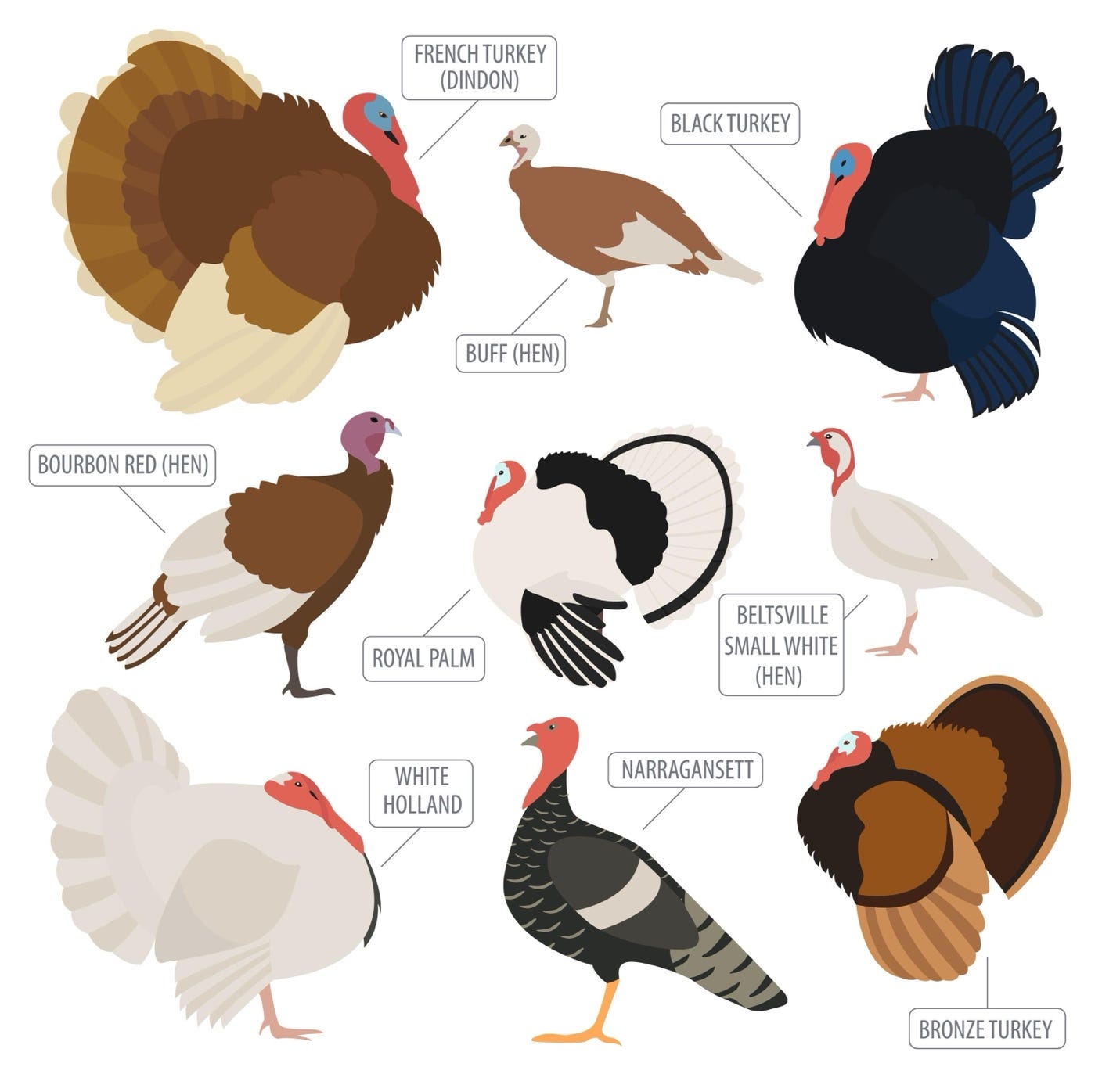 A group of turkeys and birds
Description automatically generated A group of turkeys and birds
Description automatically generated